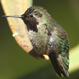 Meet your Posher, Malinda